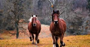 Horse_ebooks n'est rien de nouveau pour les utilisateurs d'USENET Horse_ebooks n'est rien de nouveau pour les utilisateurs d'USENET