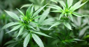 Les producteurs de pot USENET et le Web profond Les producteurs de pot USENET et le Web profond